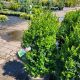 BOXWOOD GREEN MOUNTAIN #3