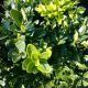 BOXWOOD GREEN VELVET #3