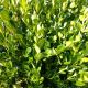 BOXWOOD WINTER GEM #3