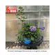 HYDRANGEA BLOOMSTRUCK #3