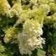 HYDRANGEA LIMELIGHT #5