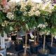 HYDRANGEA PINK DIAMOND #7 TF