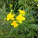 ST JOHNSWORT GEMO #2