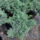 JUNIPER BLUE STAR #2