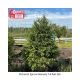 SPRUCE NORWAY 5'-6'