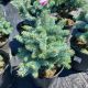 SPRUCE DWARF GLOBE BLUE #2