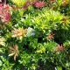 PIERIS MOUNTAIN FIRE #3