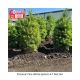 PINE WHITE 7'-8'