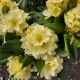 RHODODENDRON CAPISTRANO #3