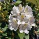 RHODODENDRON CHIONOIDES #5