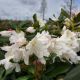 RHODODENDRON CUNNINGHAM #3