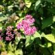 SPIREA ANTHONY WATERER #3