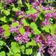 LILAC BLOOMERANG PURPLE #5