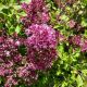 LILAC DWARF KOREAN #3