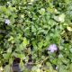 VINCA MYRTLE FLAT 50PP