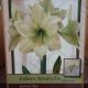 BULB AMARYLLIS LEMON STAR