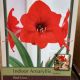 BULB AMARYLLIS RED LION