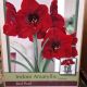 BULB AMARYLLIS RED PEARL