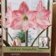 BULB AMARYLLIS SPOTLIGHT