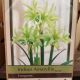 BULB AMARYLLIS EVERGREEN