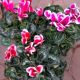 CYCLAMEN 6