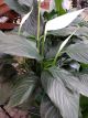 PEACE LILY 6