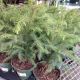 NORFOLK ISLAND PINE 4