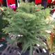 NORFOLK ISLAND PINE 6