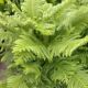 NORFOLK ISLAND PINE 10