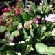 CHRISTMAS CACTUS 4