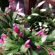 CHRISTMAS CACTUS 6