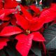 POINSETTIA  2.5