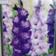 BULB GLADIOLUS LARGE FLOWERING BLUE MOON MIX