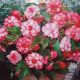BEGONIA PICOTEE ROSEBUD