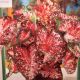 BULB CALADIUM CARLYN WHRTN 3PP