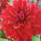 BULB DAHLIA DINNER PLATE BABYLON RED