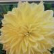 BULB DAHLIA DINNER PLATE KELVIN FLOODLIGHT