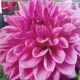 BULB DAHLIA DINNER PLATE LILAC TIME