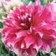 BULB DAHLIA DINNER PLATE FROST NIP