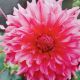 BULB DAHLIA DINNER PLATE ISLANDER