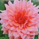 BULB DAHLIA DINNER PLATE OTTOS THRILL