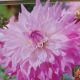 BULB DAHLIA DP SR ALF RMSY 2PP