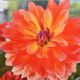 BULB DAHLIA FIREPOT