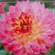 BULB DAHLIA JOWEY GIPSY