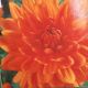 BULB DAHLIA PRINCE OF ORANGE