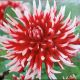 BULB DAHLIA FRIQUOLET