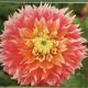 BULB DAHLIA KOGANE FUBUKI 2PP