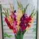 BULB GLADIOLUS MARDI GRAS MIX