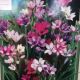 BULB BABIANA STRICTA MIX 12PP