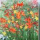 BULB CROCOSMIA MIXTURE